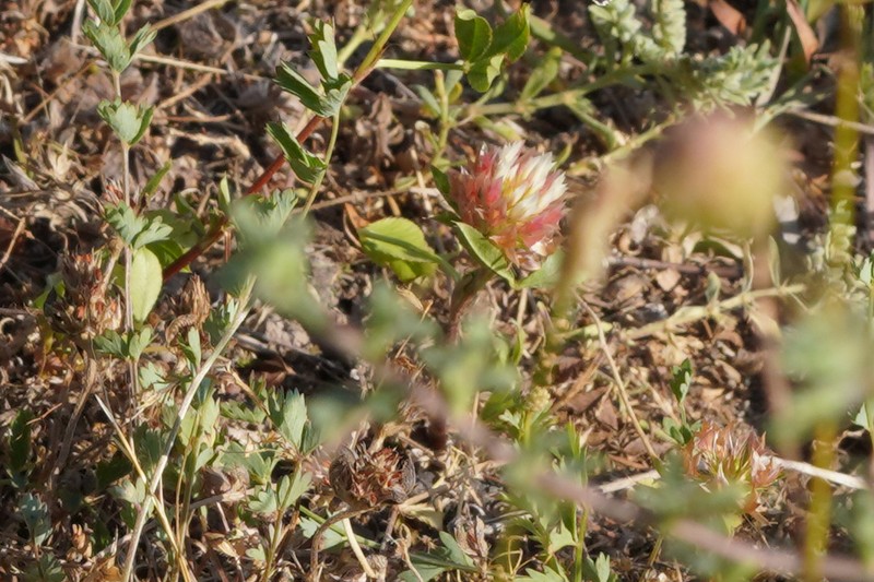 Trifolium setiferum photo 6