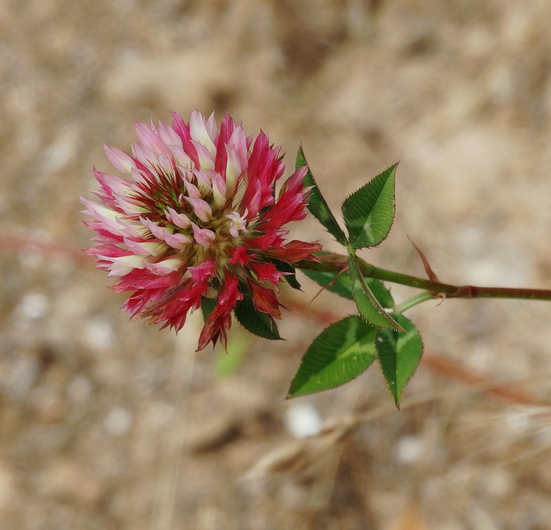 Trifolium setiferum photo 8