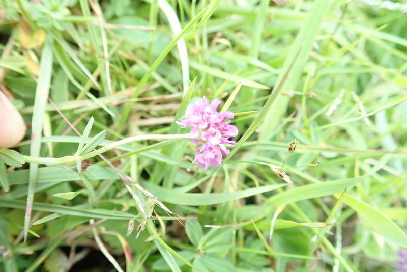 Trifolium simense