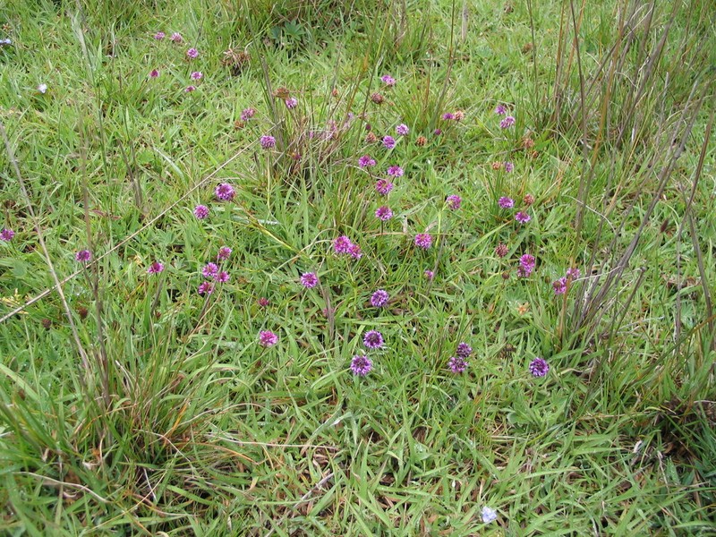 Trifolium simense photo 2