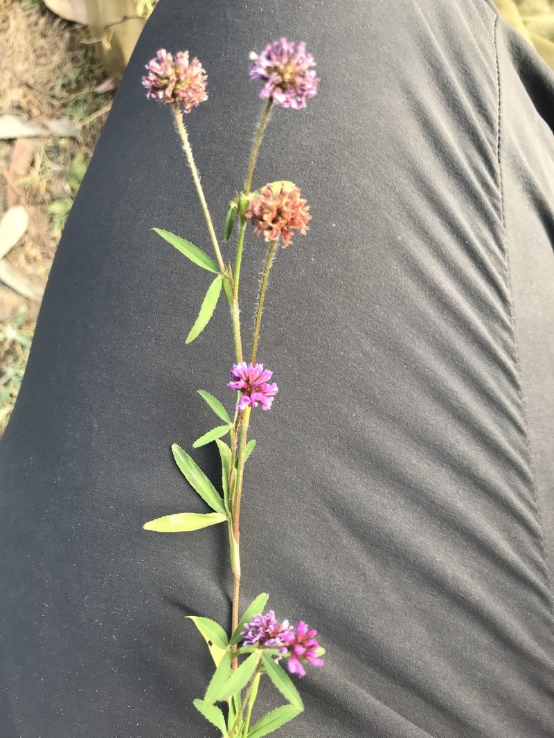 Trifolium simense photo 3