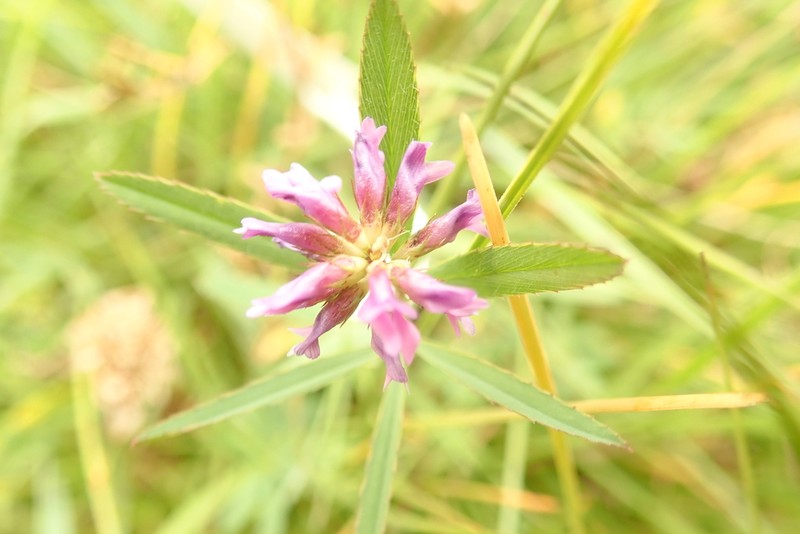 Trifolium simense photo 4