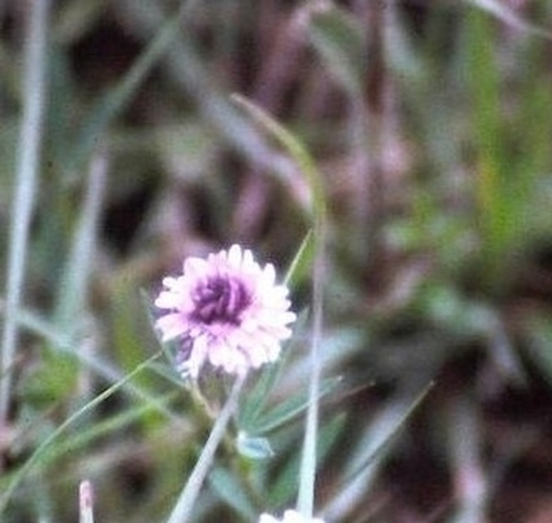Trifolium simense photo 5