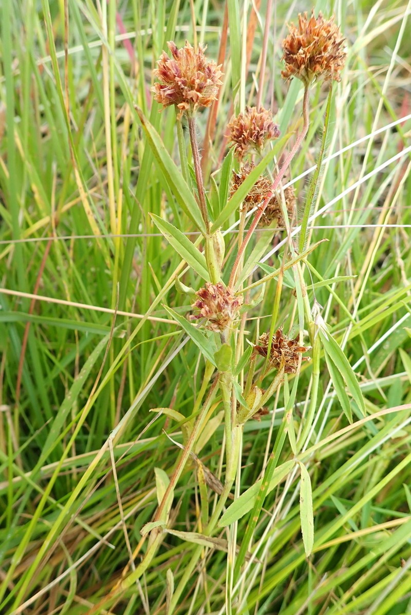 Trifolium simense photo 6
