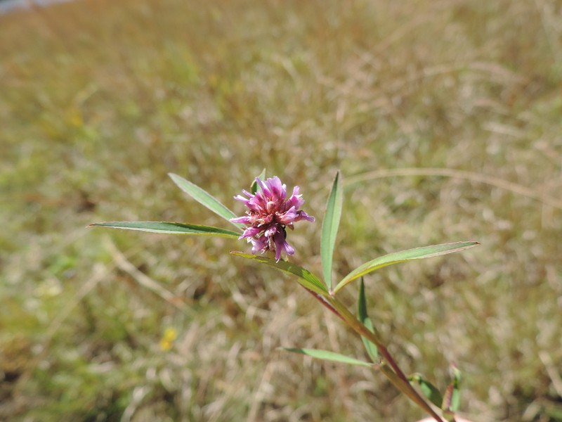 Trifolium simense photo 8