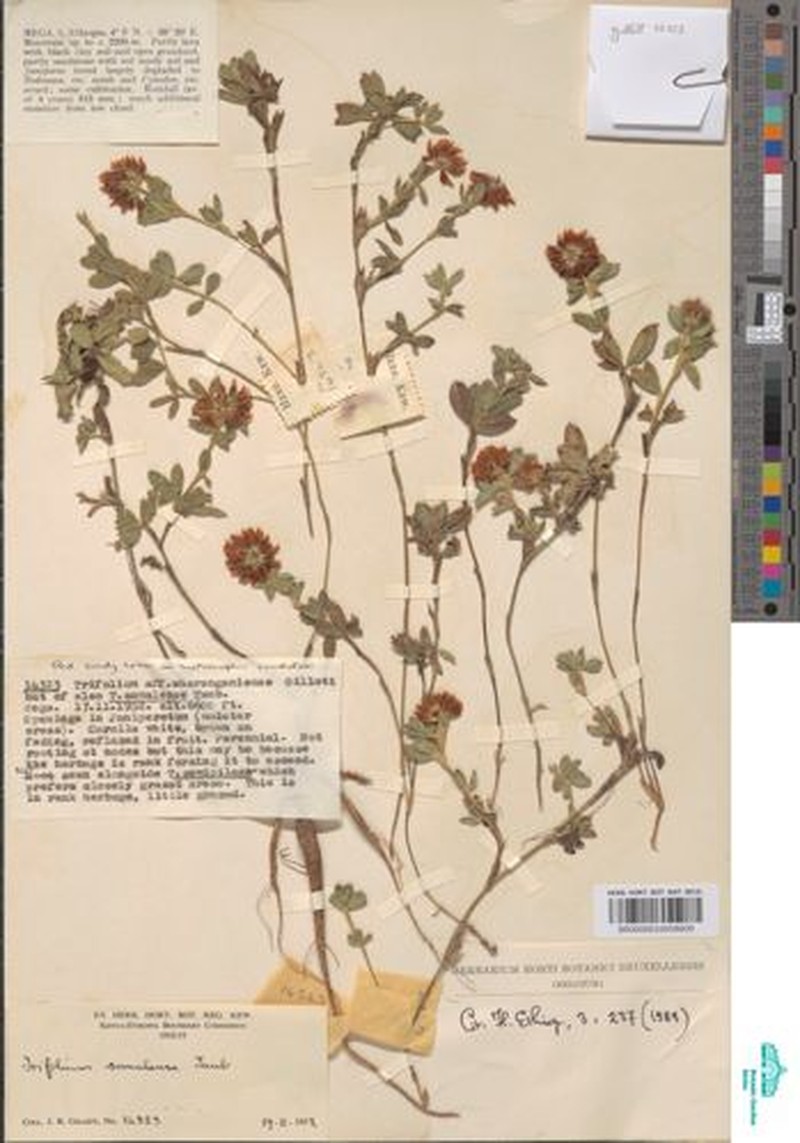 Trifolium somalense