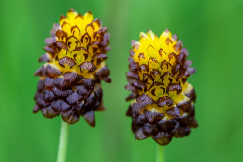 Brown Moor Clover photo 2