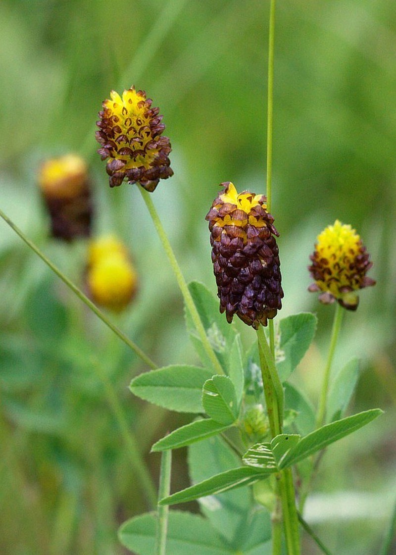 Brown Moor Clover photo 3