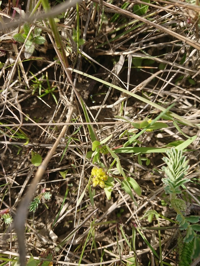 Brown Moor Clover photo 4