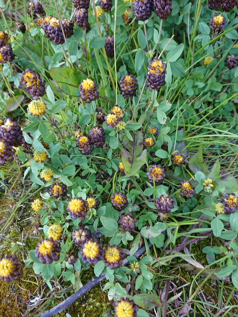 Brown Moor Clover photo 5