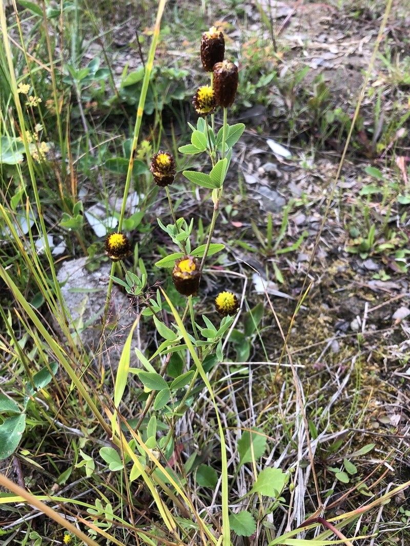 Brown Moor Clover photo 6