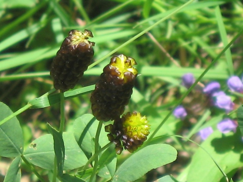 Brown Moor Clover photo 7
