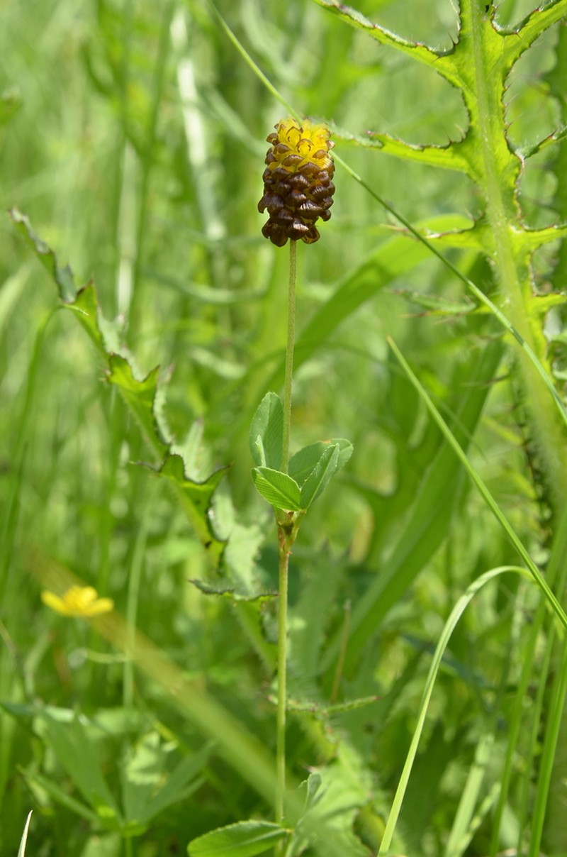 Brown Moor Clover photo 8