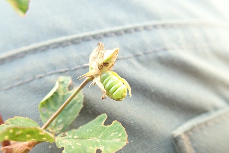 Trifolium spananthum