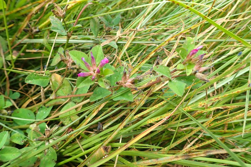 Trifolium spananthum photo 2