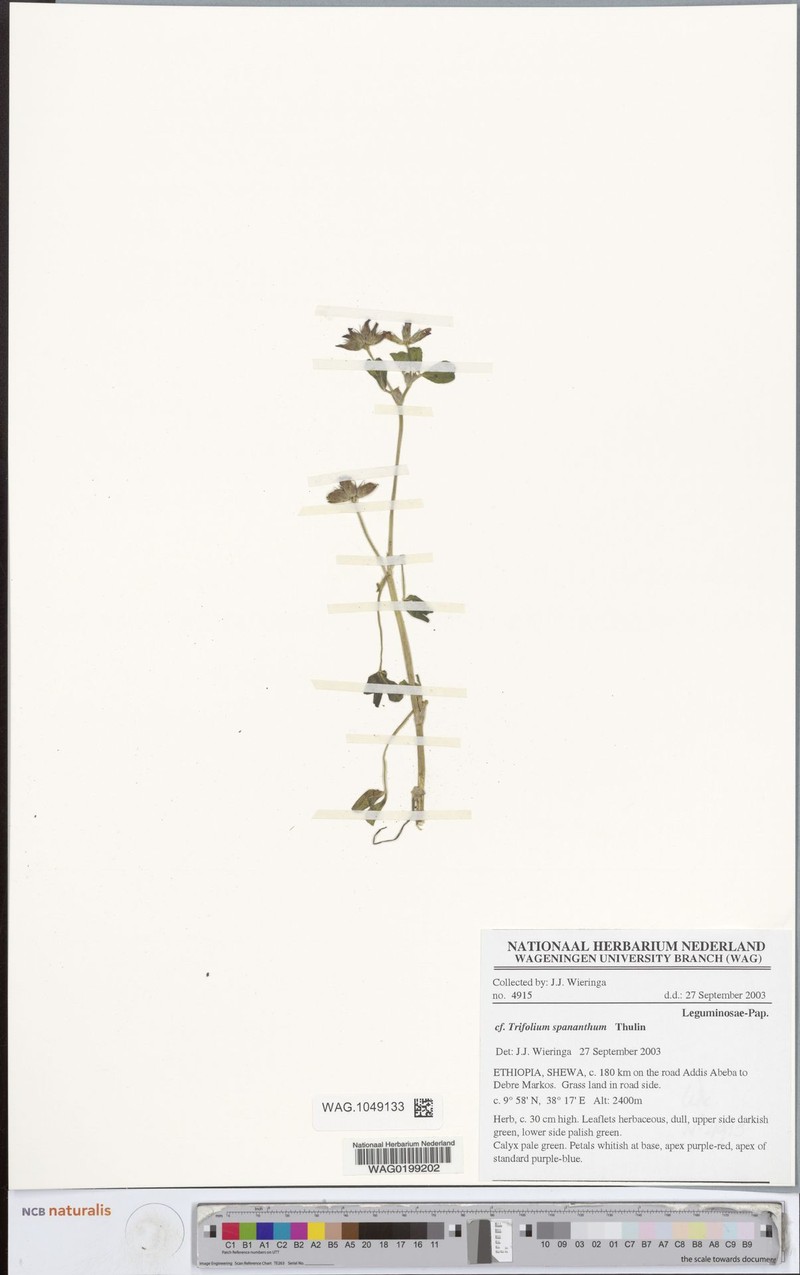 Trifolium spananthum photo 3