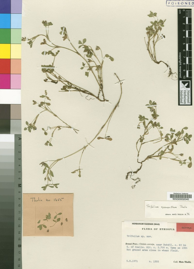 Trifolium spananthum photo 4