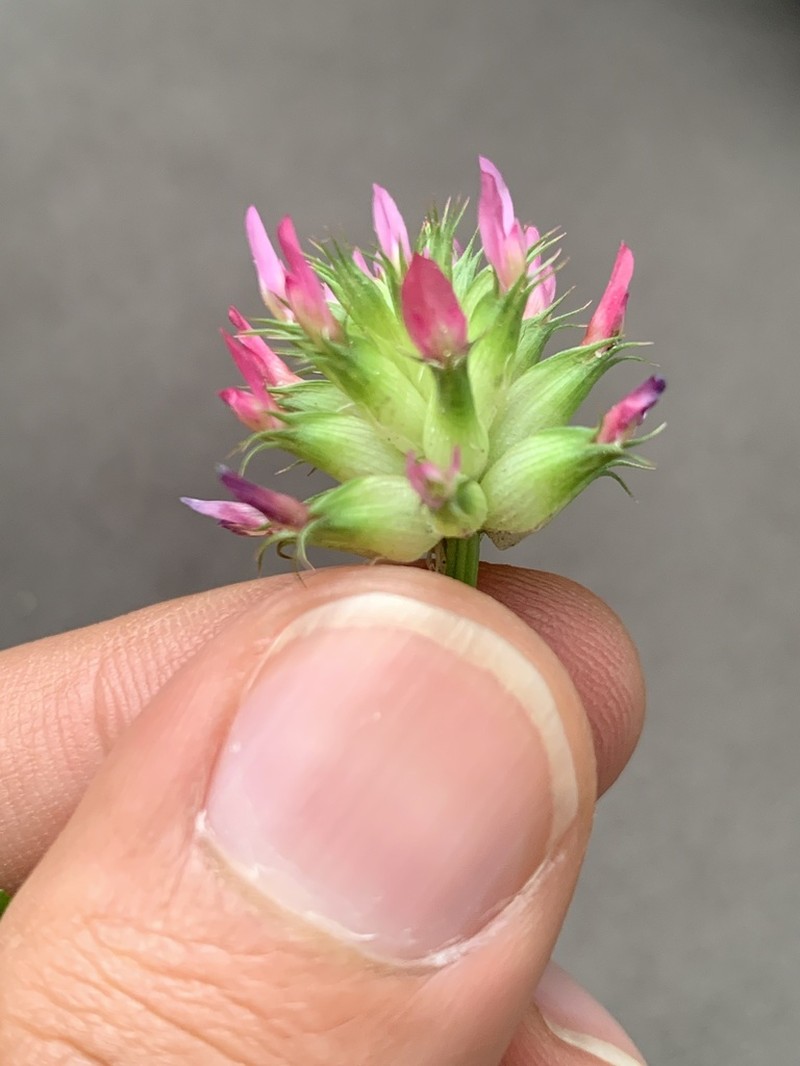Mediterranean Clover