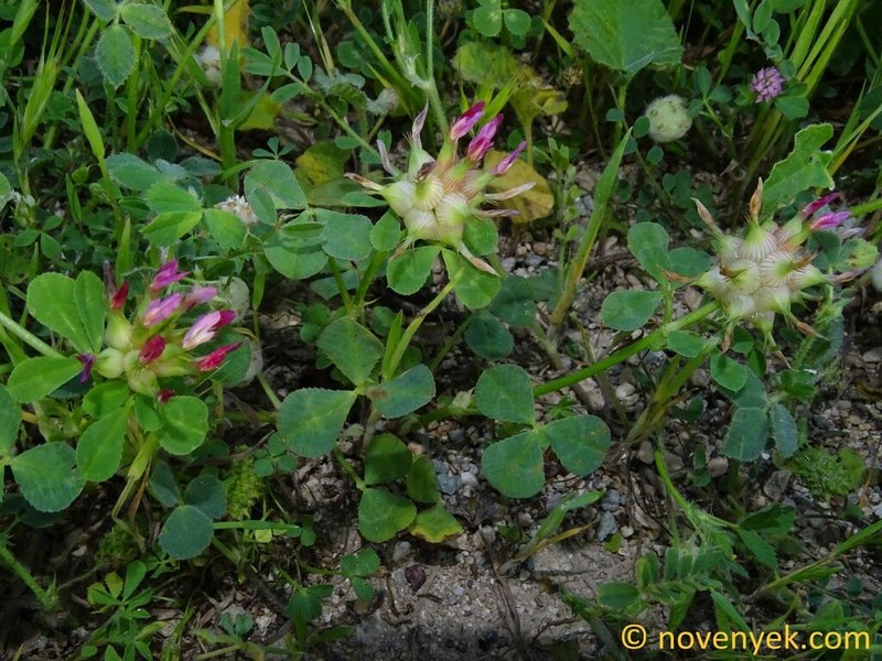 Mediterranean Clover photo 2