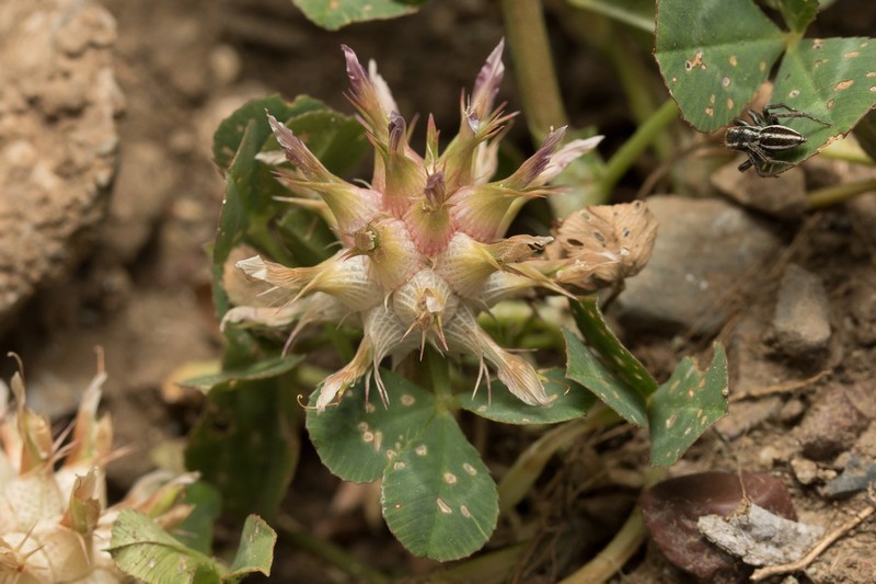 Mediterranean Clover photo 3