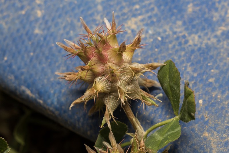 Mediterranean Clover photo 4