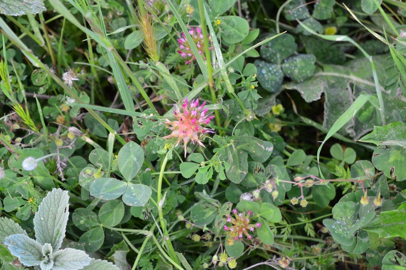 Mediterranean Clover photo 5