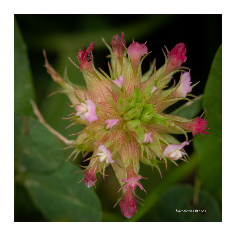 Mediterranean Clover photo 6