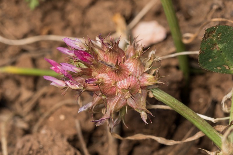 Mediterranean Clover photo 7