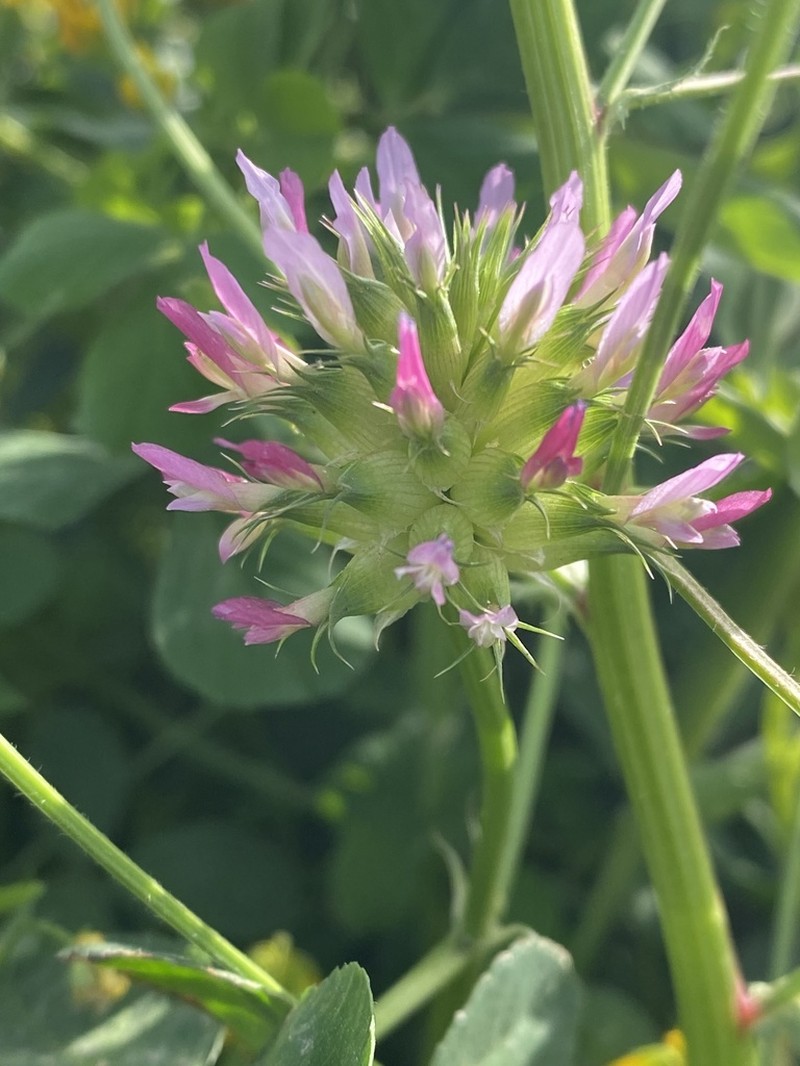 Mediterranean Clover photo 8