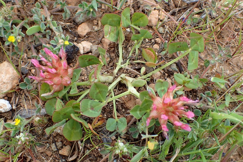 Mediterranean Clover photo 3