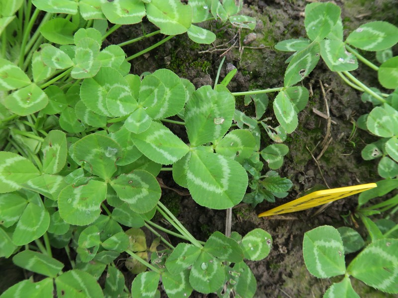 Mediterranean Clover photo 4