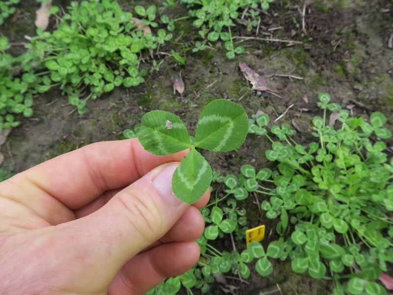 Mediterranean Clover photo 5