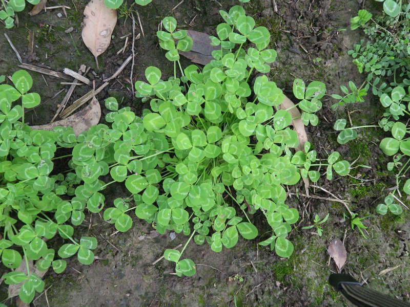 Mediterranean Clover photo 6
