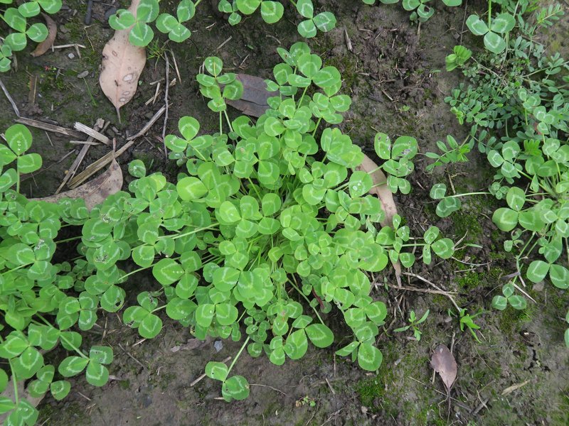 Mediterranean Clover photo 7