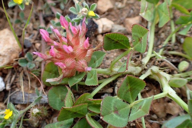 Mediterranean Clover photo 2