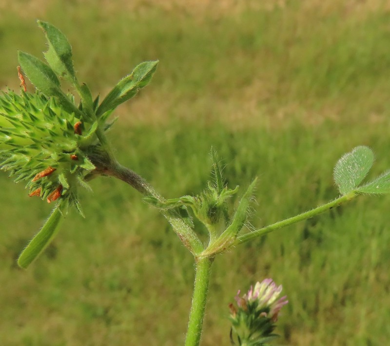 Sea Clover photo 3