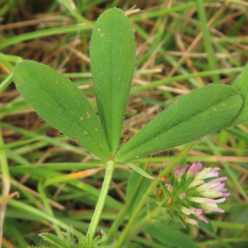 Sea Clover photo 4