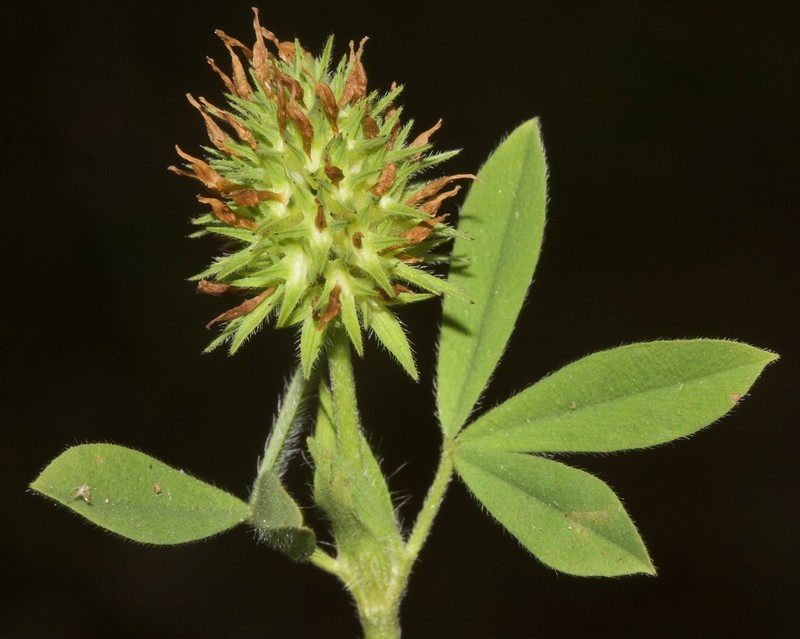 Sea Clover photo 5