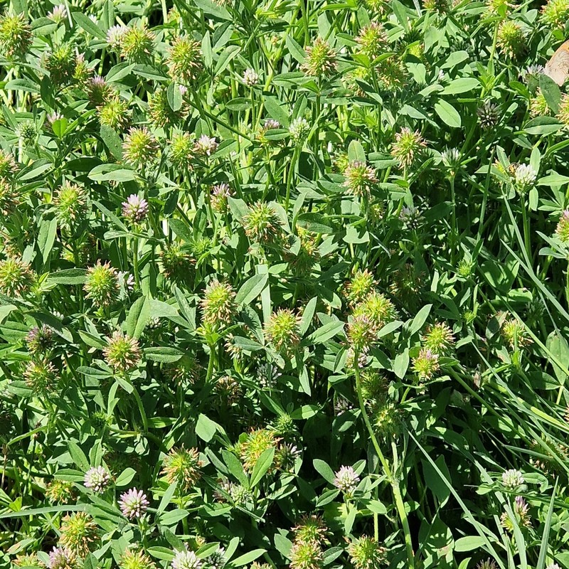 Sea Clover photo 6