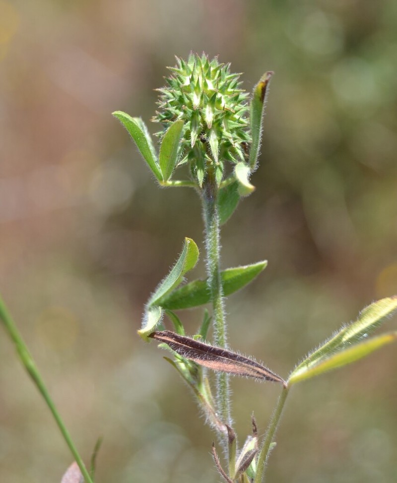 Sea Clover photo 7