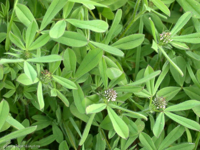 Sea Clover photo 5