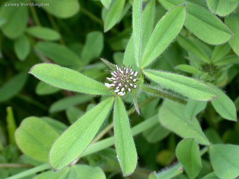 Sea Clover photo 6