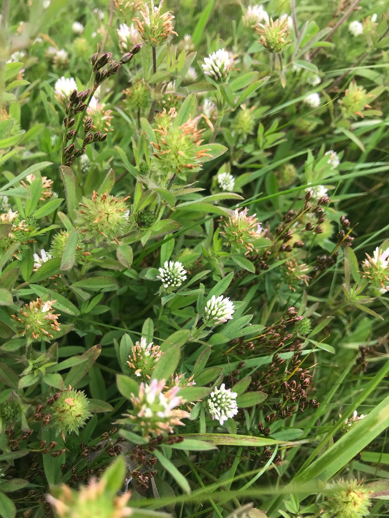 Sea Clover photo 7