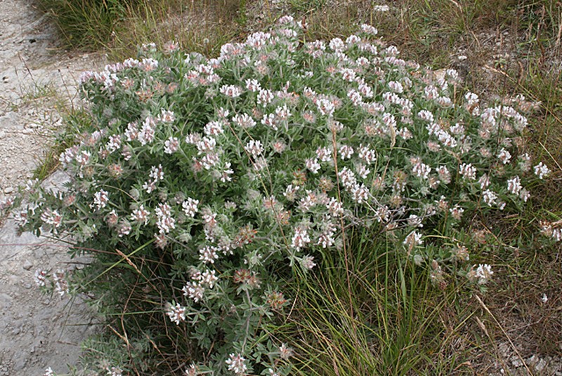 Sea Clover photo 2