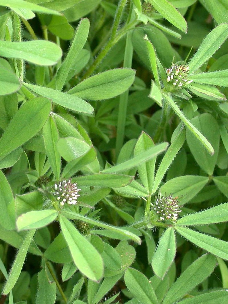 Sea Clover photo 3