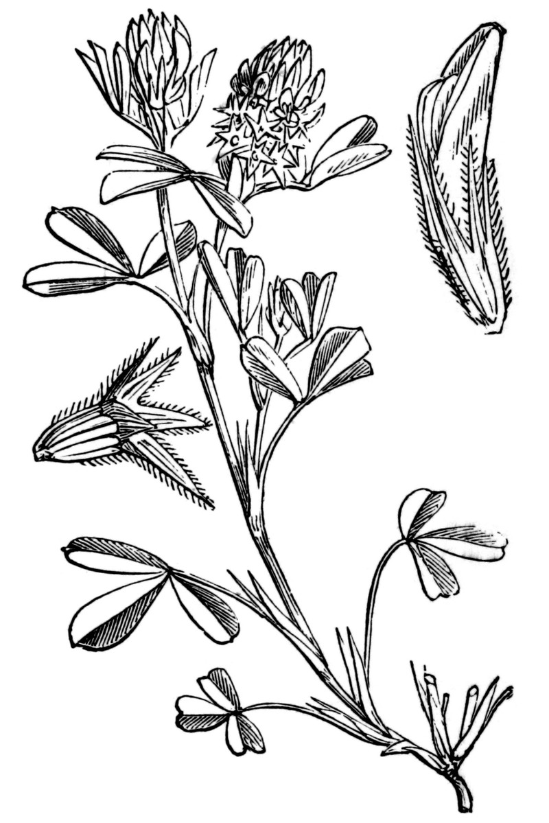 Sea Clover photo 4