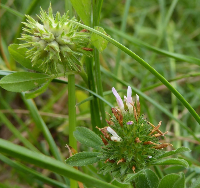 Sea Clover photo 8