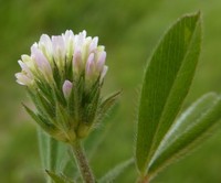 Sea Clover