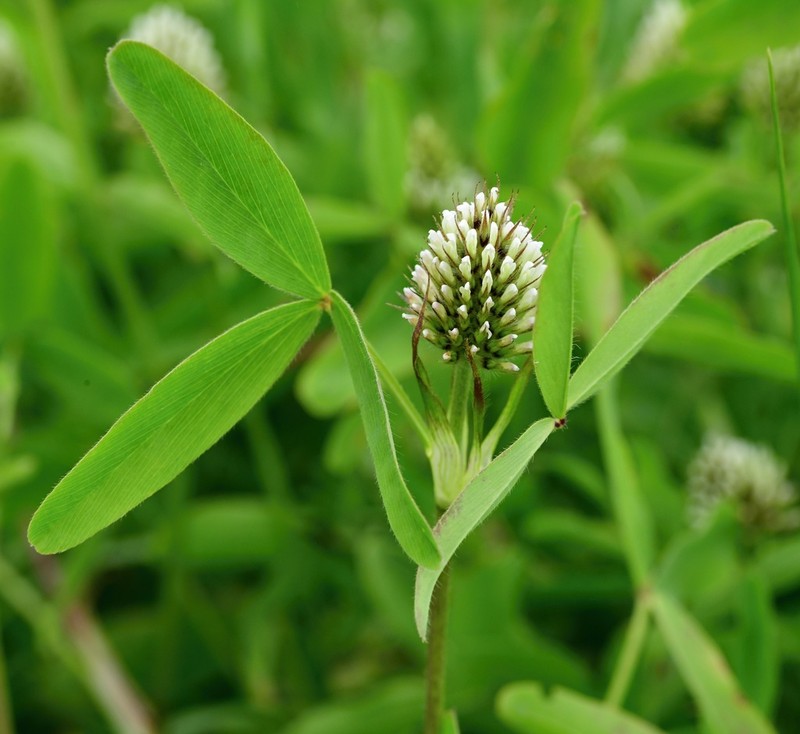 Trifolium squarrosum photo 2