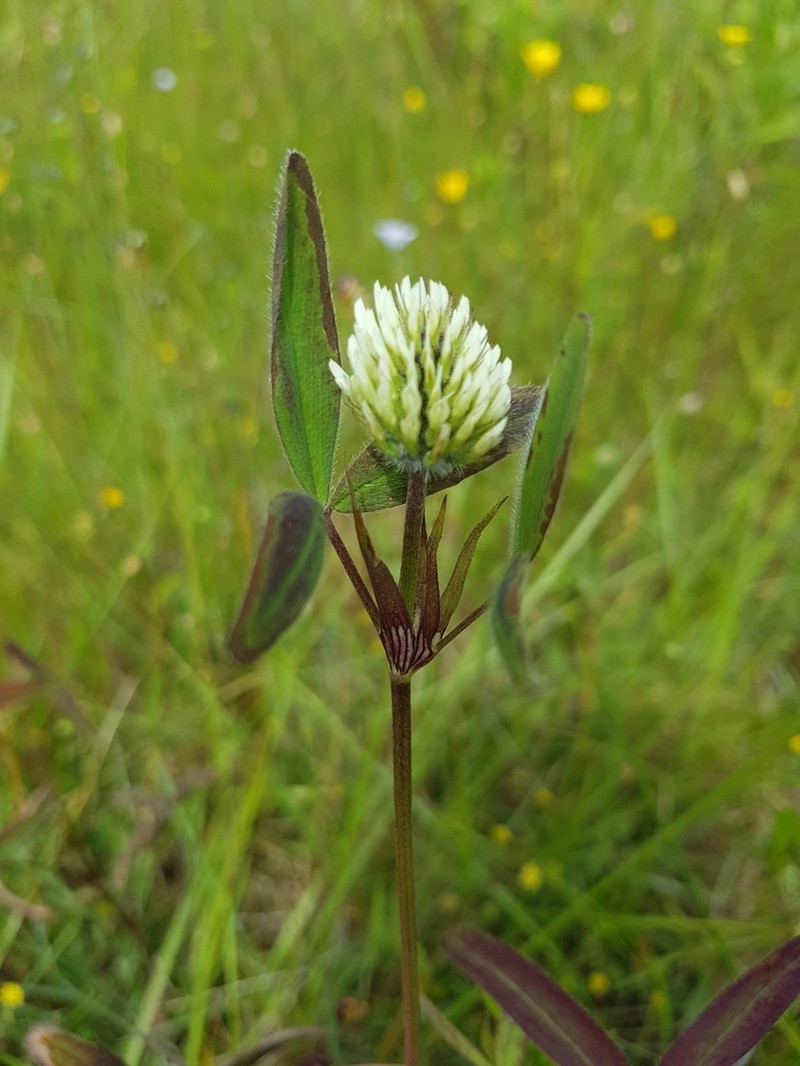 Trifolium squarrosum photo 3